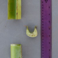 6.3.3 - Petiole canal leaf III