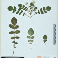 CIP 760491 herbarium