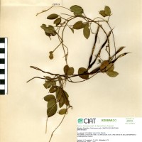 15015 herbarium