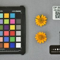 CIP 205033 (flower).jpg