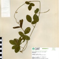 20736 herbarium