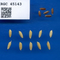 IRGC 45143 Seed Photo