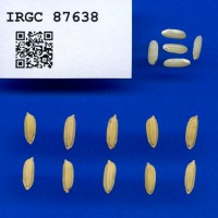 IRGC 87638 Seed Photo
