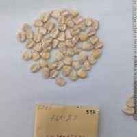 CIMMYTMA 528 - Reference Inventory.jpg