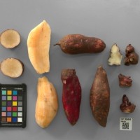 CIP 205056 (root).JPG