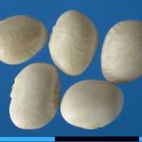 G40032 seed.jpg