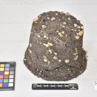 CIP 760511_HAM 88_scr_Tb_lote 318364.jpg