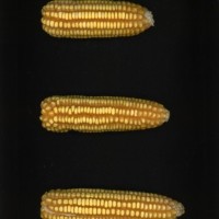 CIMMYTMA 20362 VERA 116 AF17A-0903-116 E.jpg