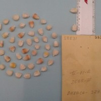 CIMMYTMA 5853 - Reference Inventory.jpg