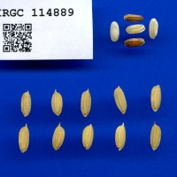 IRGC 114889 Seed Photo