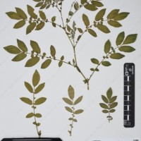 CIP 760034_OCH 2032_07.jpg