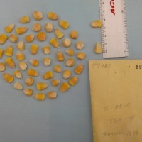 CIMMYTMA 5997 - Reference Inventory.jpg