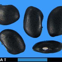 G52200 seed.jpg