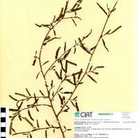 8228 herbarium