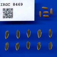 IRGC 8469 Seed Photo