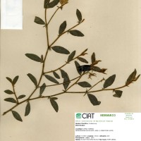 18060 herbarium