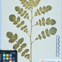 CIP 760346 herbarium