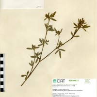 1040 herbarium