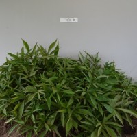 CIP 401150 (plant).jpg