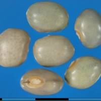 G24898B seed.jpg