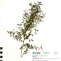 21399 herbarium