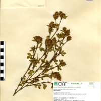11097 herbarium