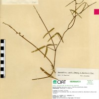 4018 herbarium