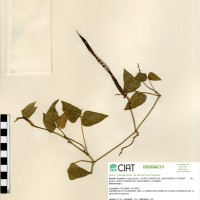 4623 herbarium