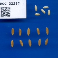 IRGC 32287 Seed Photo