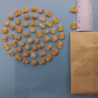 CIMMYTMA 7436 - Reference inventory.jpg