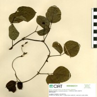 15517 herbarium