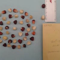 CIMMYTMA 6897 - Reference Inventory.jpg