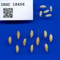 IRGC 18456 Seed Photo