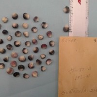 CIMMYTMA 6377 - Reference Inventory.jpg