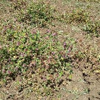 101057(Trifolium mattirolianum7744).jpg