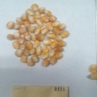 CIMMYTMA 2421 - Reference Inventory.jpg