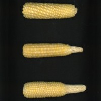 CIMMYTMA 21992 BRAZ PR017 AF19A-0903-76 E.jpg