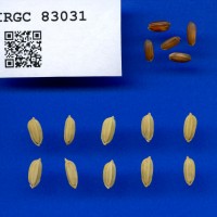 IRGC 83031 Seed Photo