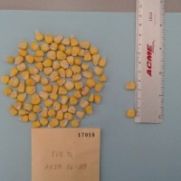 CIMMYTMA 19287 - Reference Inventory.jpg