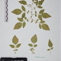 CIP 760029_OCH S81_09.jpg