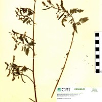 7446 herbarium