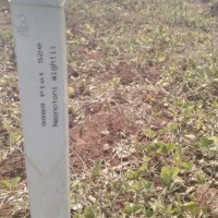 9989_Plant.jpg