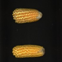 CIMMYTMA 5657 CUBA 67 AF17A-0903-114 E1.jpg