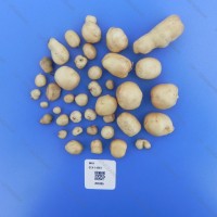 CIP 761035 Tuber