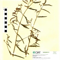 19289 herbarium