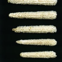 CIMMYTMA 8571 MEXI 577 BA23U-2903-33 C.jpg