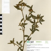 11829 herbarium