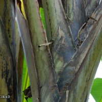 6.3.1 - Blotches at the petiole base