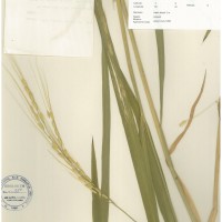IRGC 100971 Herbarium