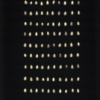 CIMMYTMA 27165 BRAZ PR028 AF22A-0903-141 K_compress.jpg